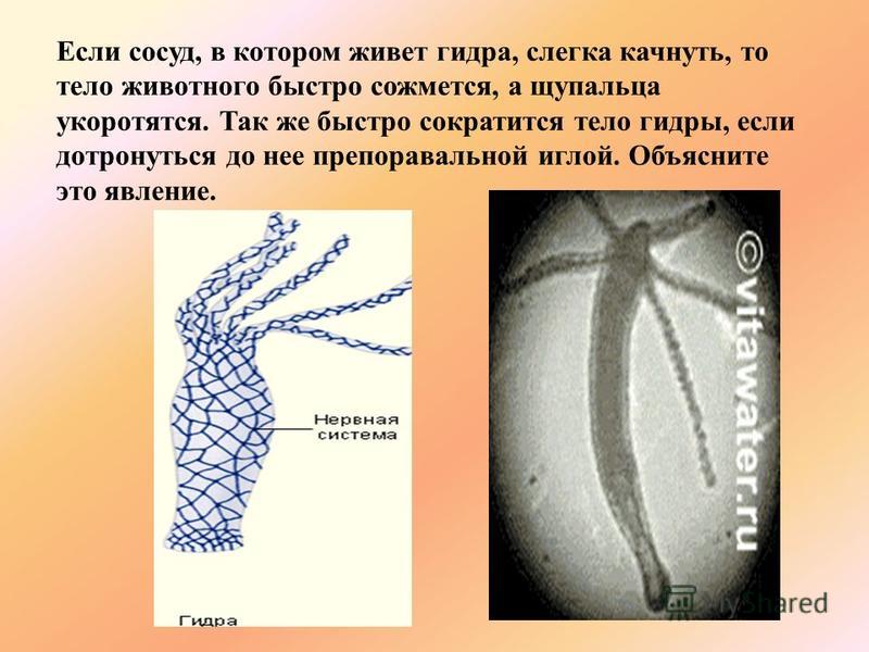 Какая комиссия кракен маркетплейс